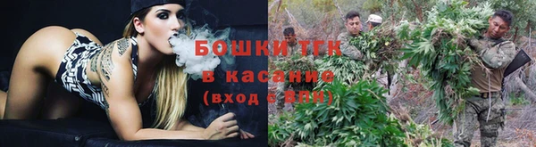 сатива Бородино